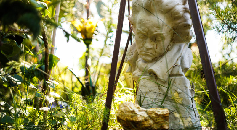 Beethoven qui mate l'herbe pousser