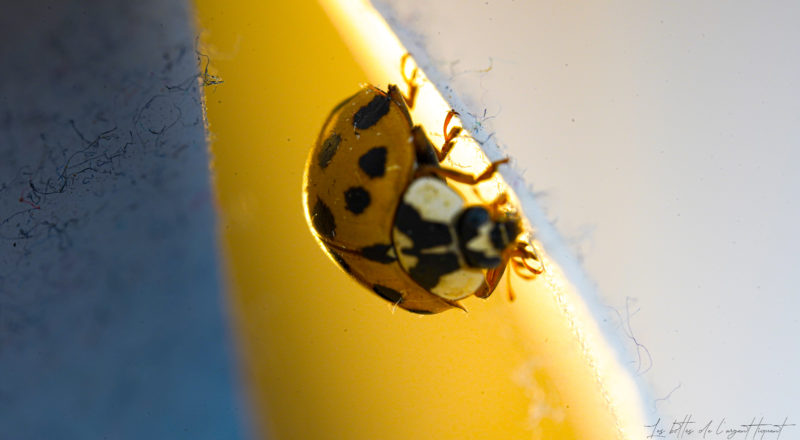 Une coccinelle