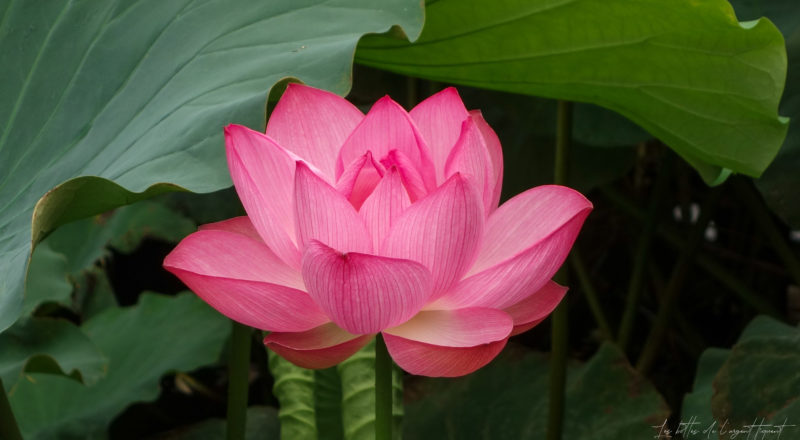 Une fleur de lotus