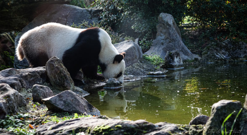 Un panda qui boit