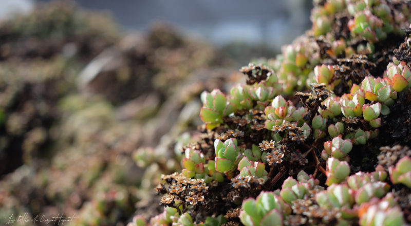 Une plante vue de près