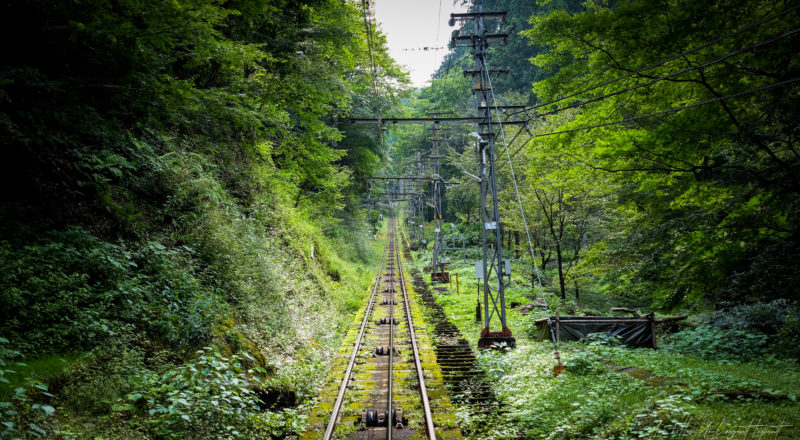 Des rails dans la verdure
