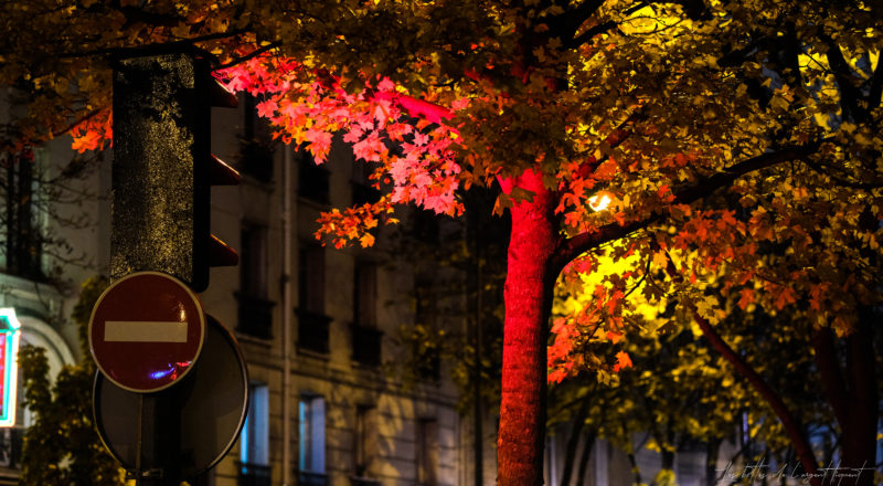 En arbre en rouge dans la rue