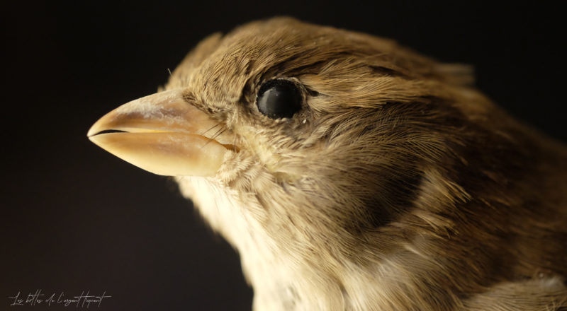 Un piaf empaillé
