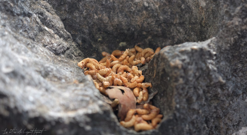 Des graines de je-sais-pas-quoi sur un rocher